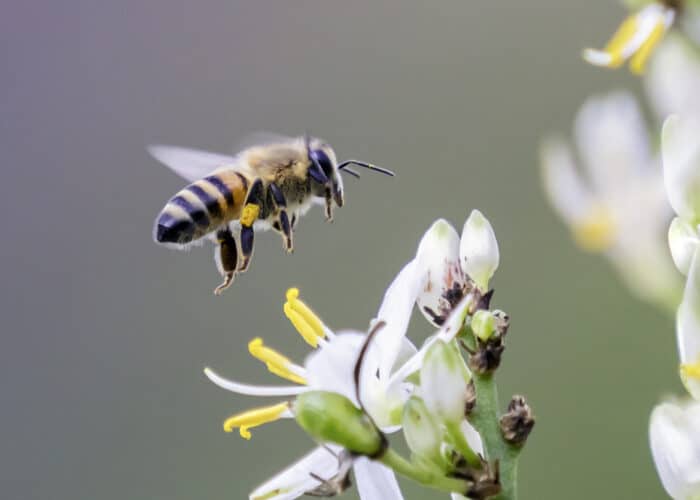 Intermax sluit honingbijen aan op de cloud